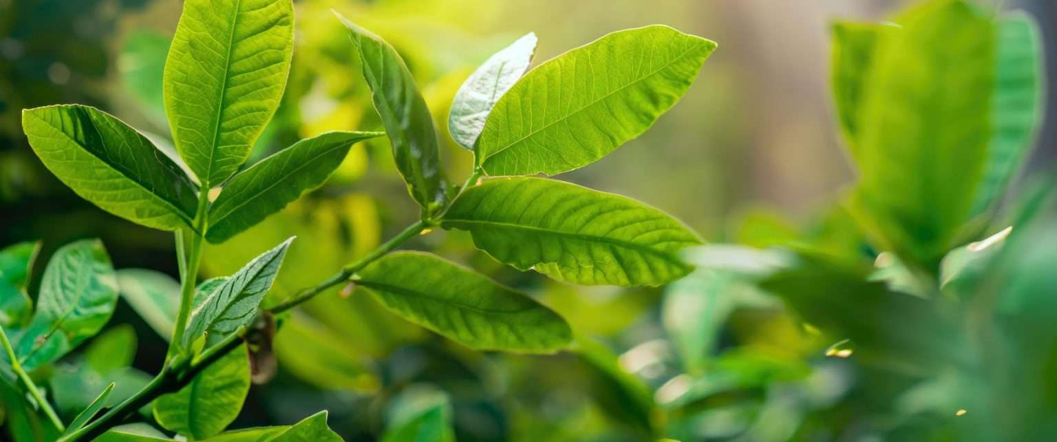 a close up of a leaf